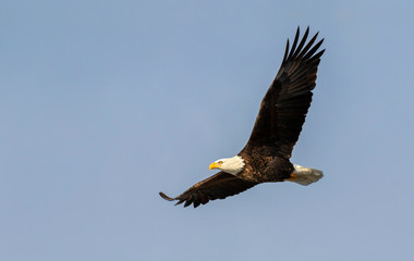 Fototapeta premium Bald eagle (Haliaeetus leucocephalus) soaring in blue sky, Iowa, USA.