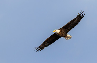 Bald eagle (Haliaeetus leucocephalus) soaring in blue sky, Iowa, USA.