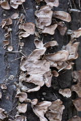 mushrooms on a log
