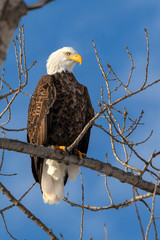 Bald eagle (Haliaeetus leucocephalus) adult perching in a tree, Iowa, USA.
