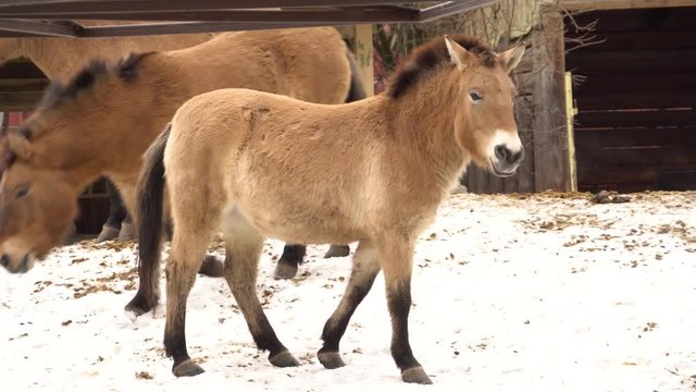 Horse