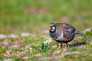 Rothuhn (Alectoris rufa) - Red-legged partridge