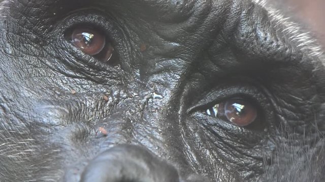 An Eyes Of Gorilla