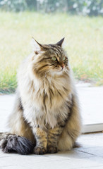 Adorable siberian cat of livestock in relax outdoor, long haired