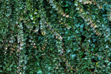 A wall of climber common ivy. Green floral background