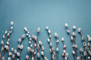 Pussy willow branches on blue background. Concept of springtime