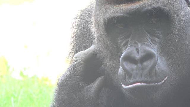 An Ugly Wild Gorilla