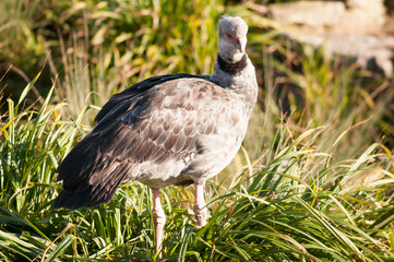 Crested Screamer bird