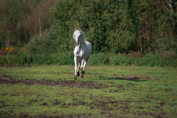 Obraz na płótnie Canvas running white beautiful Orlov trotter stallion at freedom. spring season