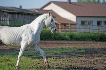  running white beautiful  Orlov trotter stallion in paddock. spring season