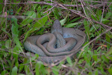 A snake in the mountains