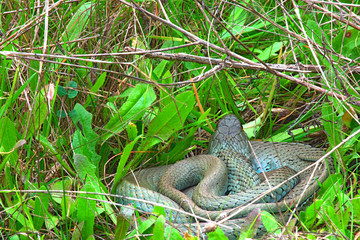 A snake in the mountains