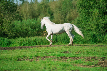 Naklejka na ściany i meble running white beautiful Orlov trotter stallion at freedom. spring season