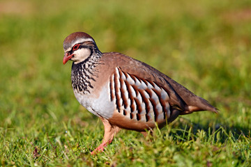 Rothuhn (Alectoris rufa) - Red-legged partridge