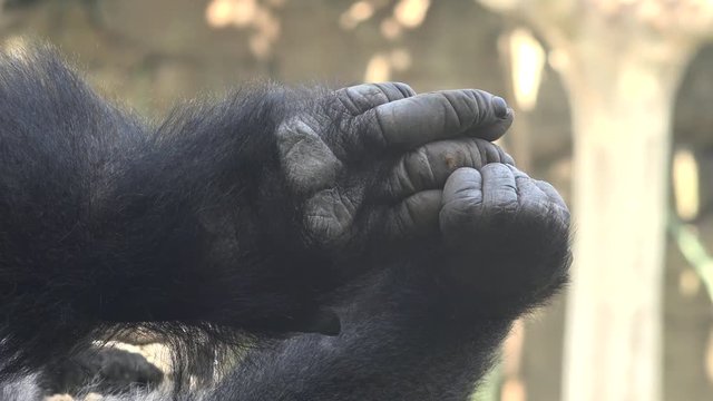 Gorilla Feet And Hands