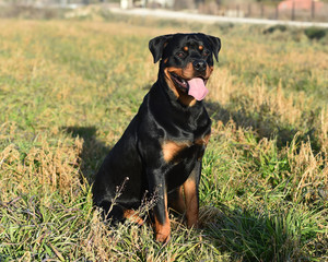 rottweiler