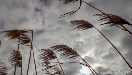 Juncos movidos por el viento en laguna Cádiz con cielo