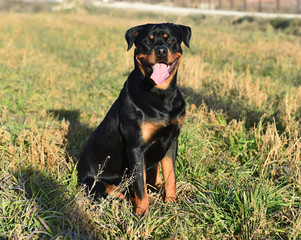 rottweiler en un campo verde