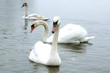 Beautiful white elegant swans bird on a foggy winter river.