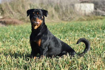 rottweiler