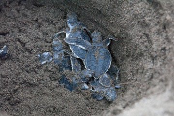 Baby green turtles (Chelonia mydas) in the nest and ready to crawling to the ocean in Costa Rica.