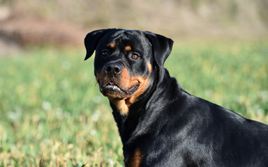 head of rottweiler