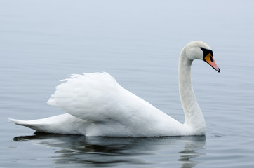 Naklejka na ściany i meble Beautiful white elegant swans bird on a foggy winter river.