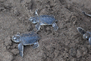 Baby green turtles (Chelonia mydas) crawling to the ocean on the beach beside a foot print in Costa Rica.