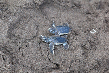 Baby green turtles (Chelonia mydas) crawling to the ocean on the beach beside a foot print in Costa Rica.