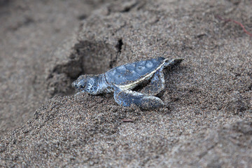 A baby green turtle (Chelonia mydas) crawling to the ocean on the beach in Costa Rica.