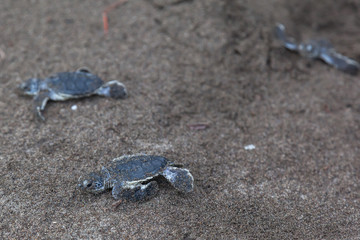 Two baby green turtles (Chelonia mydas) crawling to the ocean on the beach beside a foot print in Costa Rica.