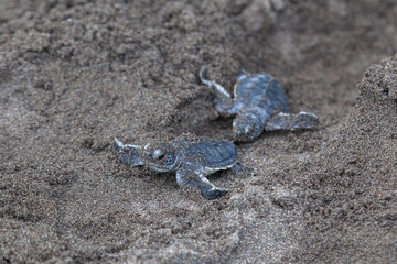 Two baby green turtles (Chelonia mydas) crawling to the ocean on the beach beside a foot print in Costa Rica.