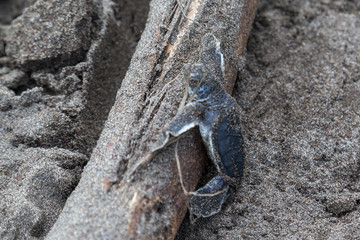 A baby green turtle (Chelonia mydas) crawling a tree truck on the way to the ocean in Tortuguero National Park in Costa Rica.