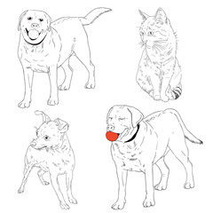Vector hand drawn illustration of dogs of different breeds and cat