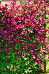 Obraz premium Pink clematis flowers blooming on shrub in sunlight. Spring garden in blossom.