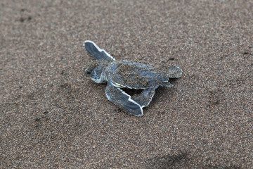 A baby green turtle (Chelonia mydas) crawling to the ocean on the beach in Costa Rica.
