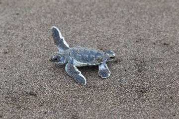 A baby green turtle (Chelonia mydas) crawling to the ocean on the beach in Tortuguero National Park in Costa Rica.
