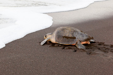 An olive ridley sea turtle (Lepidochelys olivacea) returning to the sea after laying eggs on the beach in the morning at Ostional Wildlife Refuge in Costa Rica, one of turtle nesting activity.