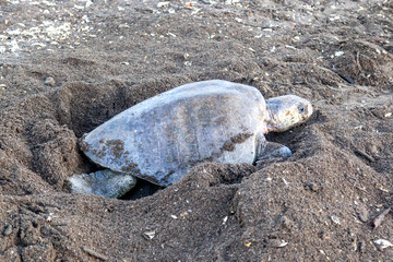 Obraz premium An olive ridley (Lepidochelys olivacea) sea turtle digging an egg chamber for laying eggs at Ostional Wildlife Refuge in Costa Rica, one of turtle Nesting activity. 