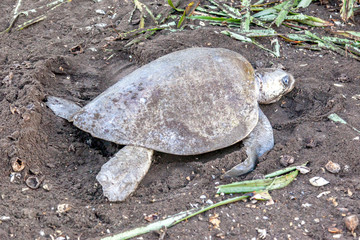 An olive ridley (Lepidochelys olivacea) sea turtle covering the nest after laying eggs at Ostional Wildlife Refuge in Costa Rica, one of turtle nesting activity. 