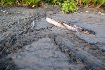 Sea turtle tracks on the beach at Tortuguero National Park in Costa Rica