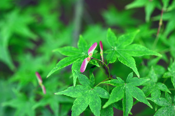 Propeller of the maple-23