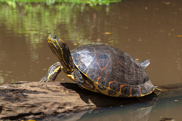 Fototapeta na wymiar A Yellow-bellied slider Turtle (Trachemys scripta scripta) sleeping on a log in natural rainforest canal at Tortuguero National Park in Costa Rica, a land and water turtle belonging to family Emydidae