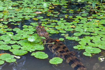 A Caiman in the river with green leaves at Tortuguero National Park in Costa Rica, a smaller kin of the crocodiles. 