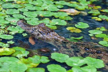 A Caiman in the river with green leaves at Tortuguero National Park in Costa Rica, a smaller kin of the crocodiles. 