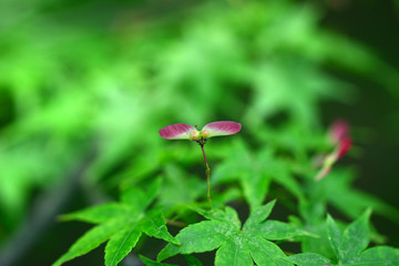 Propeller of the maple-24