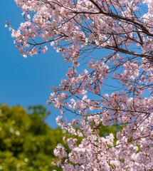 Cherry blossom full bloom and green trees in spring season.