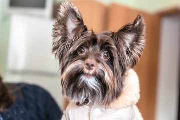 dog Terrier breed in the hands of the hostess 