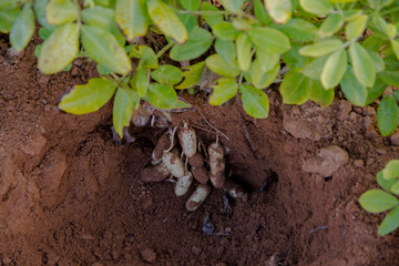 Planta con su fruto del maní o cacahuete (Arachis hypogaea)