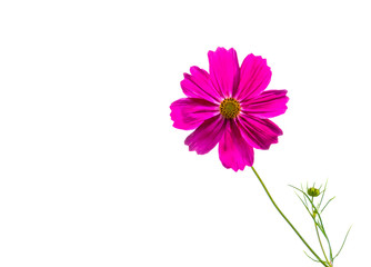 Obraz na płótnie Canvas Dark pink cosmos flower isolated on white
